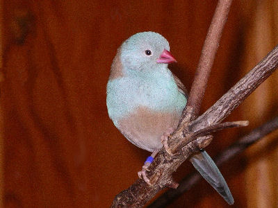 Blue Capped Cordon Bleu cock