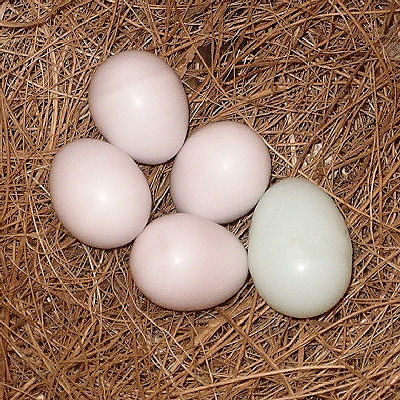 eggs two days from hatching showing 'full', grey colour