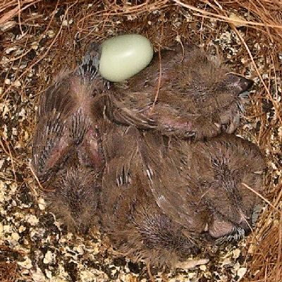 Chicks at day 13