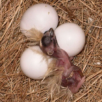 chick at day 1