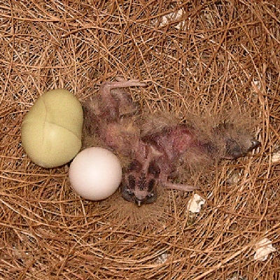 Chicks at day 4