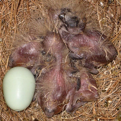 Chicks at day 5