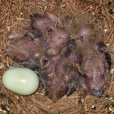 Chicks at day 7