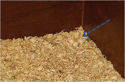 exposed nest built in sawdust on cage floor