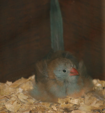 hen sitting on exposed nest in sawdust on floor