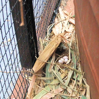 exposed nest next to walkway and on ground