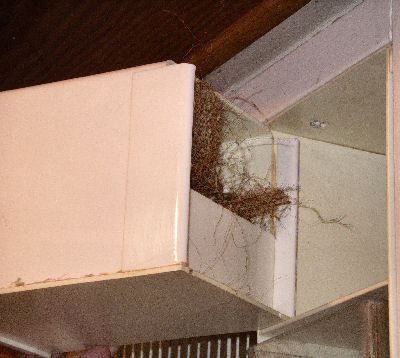 Plastic, half-fronted nest box