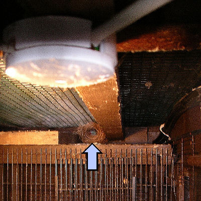 self-built nest in rafters in aviary