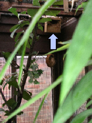 Wooden, half-fronted nest box in aviary