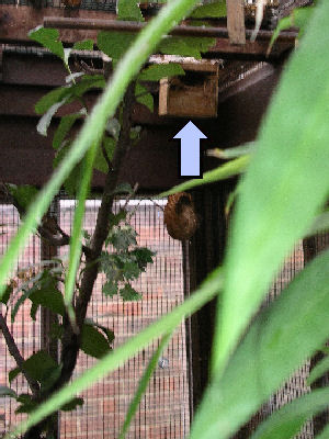 Nest box - wooden half fronted