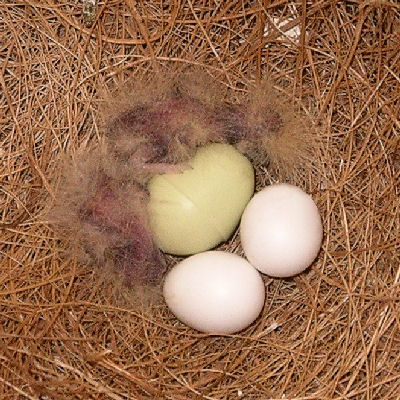 Chicks at day 3