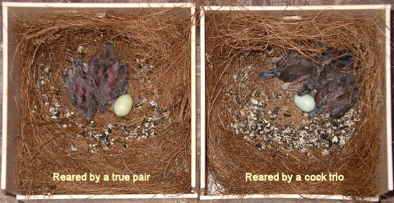 chicks fostered by a pair of Bengalese versus those fostered by a trio