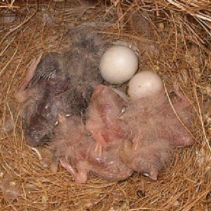 picture of Zebra finch chicks showing there differing body colouring