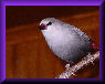 Link to lavender-waxbill.com